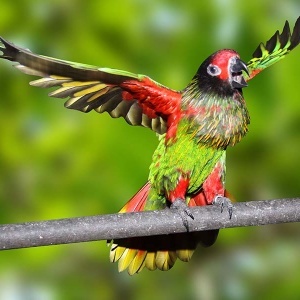 Loris Scintilata (Chalcopsitta scintillata)