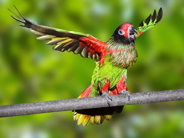 Loris Scintilata (Chalcopsitta scintillata)