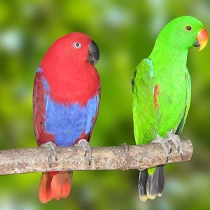 Papagaio Ecletus (Eclectus roratus solomonensis)