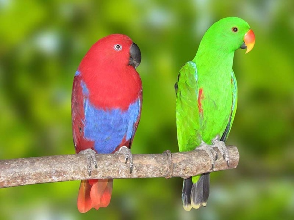 Papagaio Ecletus (Eclectus roratus solomonensis)