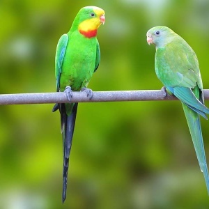 Periquito Barraband (Polytelis swainsonii)