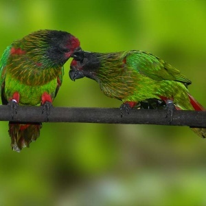 Loris Scintilata (Chalcopsitta scintillata)