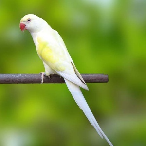 Ring Neck Cremino (Psittacula krameri)