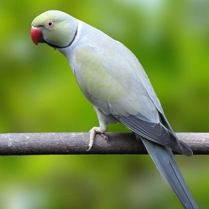 Ring Neck Turquesa Cinza (Psittacula krameri)