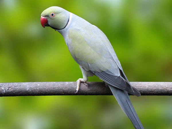 Ring Neck Turquesa Cinza (Psittacula krameri)