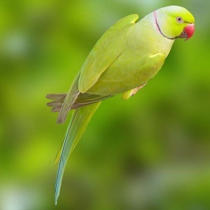 Ring Neck Verde Canela (Psittacula krameri)