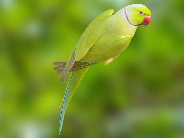 Ring Neck Verde Canela (Psittacula krameri)