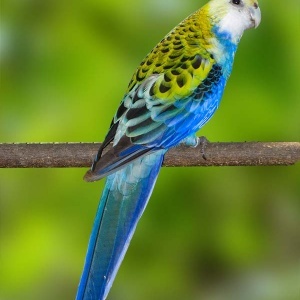 Rosella Adscitus (Platycercus adscitus palliatus)