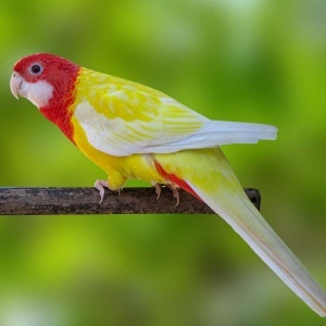 Rosella Eximius Lutina (Platycercus eximius)