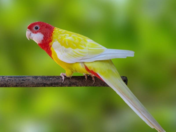 Rosella Eximius Lutina (Platycercus eximius)