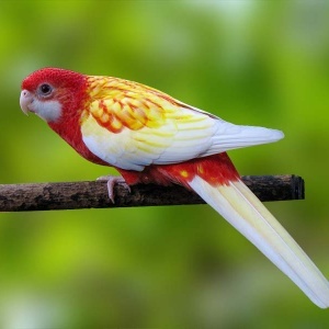 Rosella Eximius Rubina (Platycercus eximius)