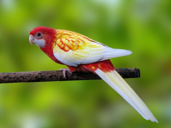 Rosella Eximius Rubina (Platycercus eximius)