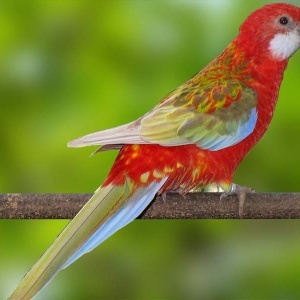 Rosella Eximius Vermelha Canela (Platycercus eximius)