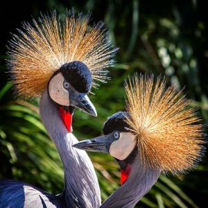 Grow Coroado (Balearica regulorum)