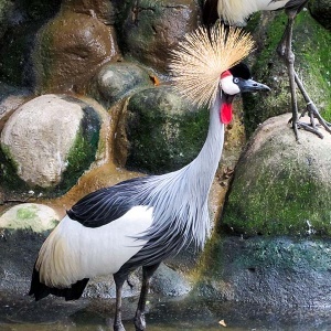 Grow Coroado (Balearica regulorum)