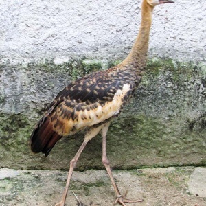 Grow Coroado (Balearica regulorum)