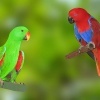 Papagaio Ecletus (Eclectus roratus polychloros)