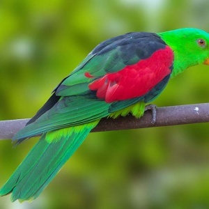 Red Winged (Aprosmictus erythropterus)