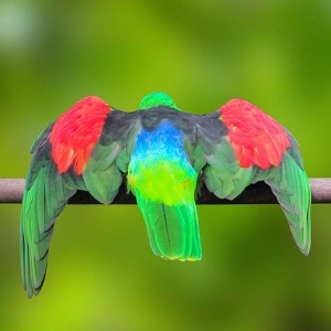 Red Winged (Aprosmictus erythropterus)