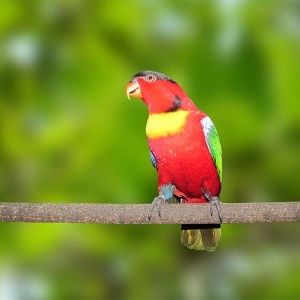 Loris Clorocercus (Lorius chlorocercus)