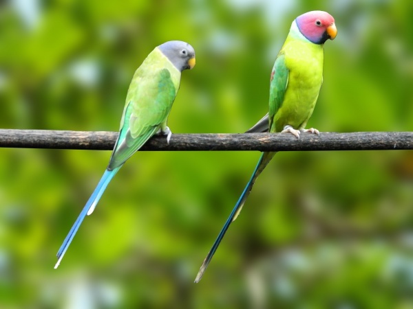 Cabeça de Ameixa (Psittacula cyanocephala)