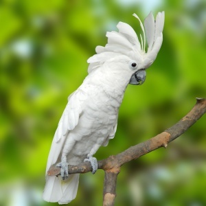 Cacatua Alba (Cacatua alba)