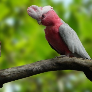 Cacatua Galah Galah (Eolophus roseicapillus)