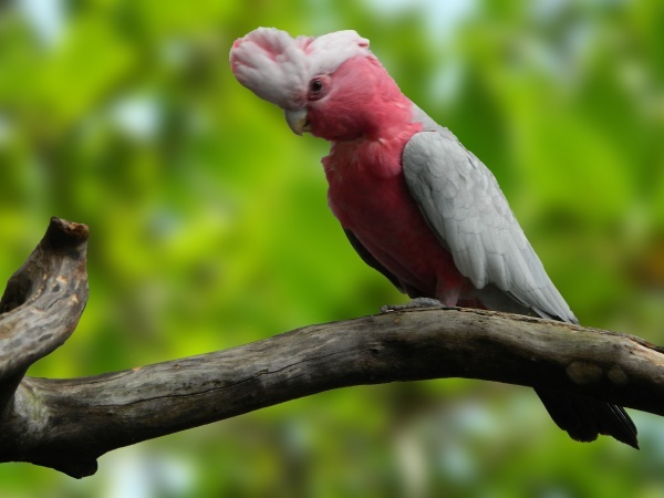 Cacatua Galah Galah (Eolophus roseicapillus)