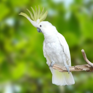 Cacatua Galerita (Cacatua galerita)