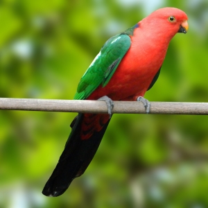 King Parrot (Alisterus scapularis)