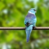 Barnardius Azul (Barnardius barnardi whitei)