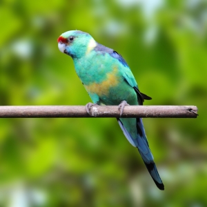 Barnardius (Barnardius barnardi whitei)