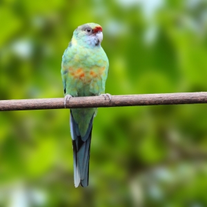 Barnardius (Barnardius b. barnardi)