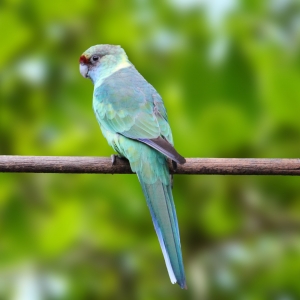 Barnardius (Barnardius b. barnardi)