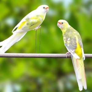 Rosella Flaveolus Arlequim (Platycercus flaveolus)