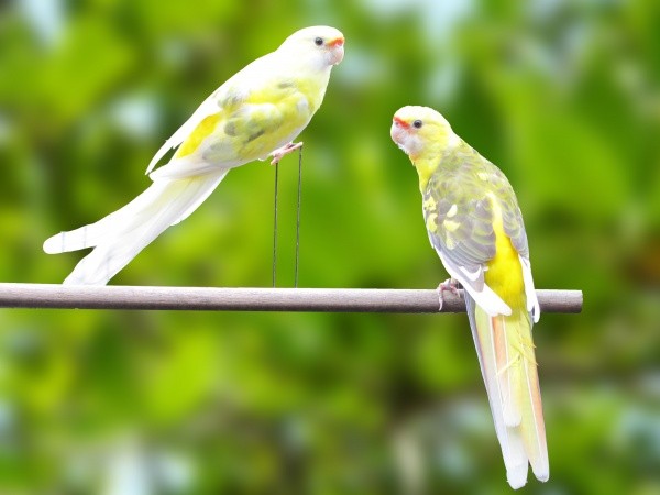 Rosella Flaveolus Arlequim (Platycercus flaveolus)