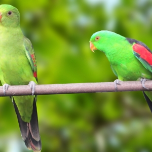 Red Winged (Aprosmictus erythropterus)