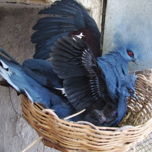 Pomba Goura (Goura cristata)