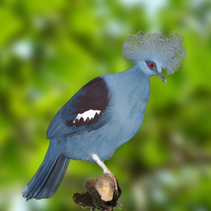 Pomba Goura (Goura cristata)