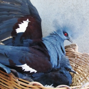 Pomba Goura (Goura cristata)