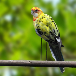 Rosella Eximius Yellow Head (Platycercus eximius)