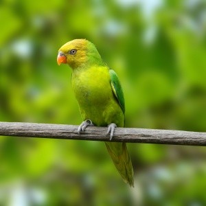 Loris Euteles (Trichoglossus euteles)