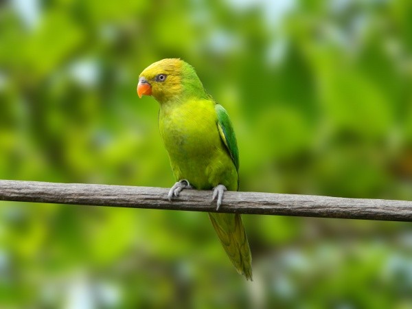 Loris Euteles (Trichoglossus euteles)