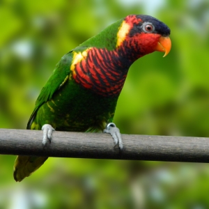 Loris Ornatus (Trichoglossus ornatus)