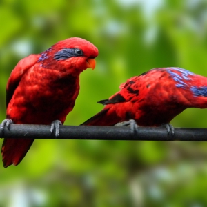Loris Reticulata (Eos reticulata)