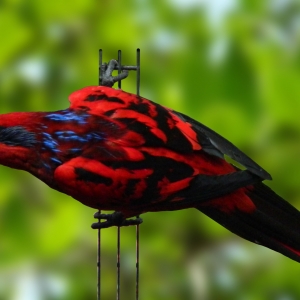 Loris Reticulata (Eos reticulata)