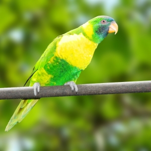 Loris Arco-Íris (Trichoglossus haematodus fortis)