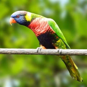 Loris Arco-Íris (Trichoglossus haematodus brooki)