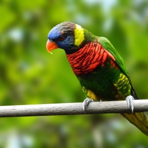 Loris Arco-Íris (Trichoglossus haematodus)