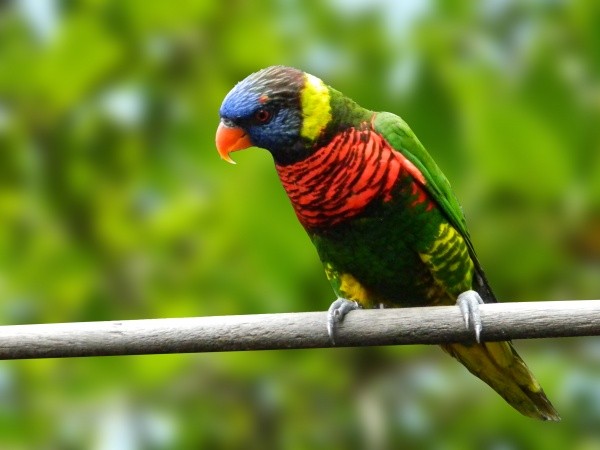 Loris Arco-Íris (Trichoglossus haematodus)